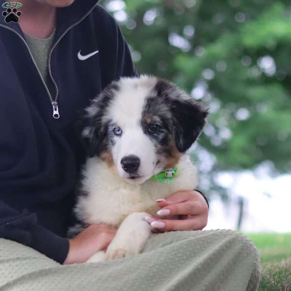 Moto, Miniature Australian Shepherd Puppy